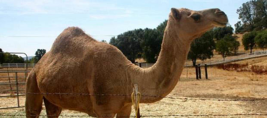 Suudi Arabistan’da Hac mevsiminde deve kurban edilmesi yasaklanabilir