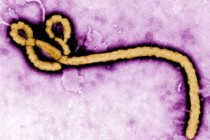 Dünya Sağlık Örgütü: Ebola uluslararası sağlık riski teşkil ediyor