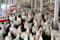 Rusya: Türkiye’den tavuk eti, süt, sebze-meyve ithalatını artıracağız