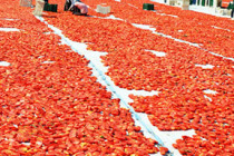 Avrupa ve ABD’ye kuru domates Manisa’dan gidiyor