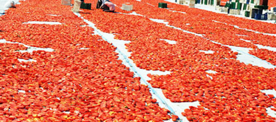 Avrupa ve ABD’ye kuru domates Manisa’dan gidiyor
