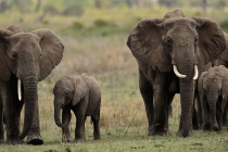 “Fillerin nesli 100 yılda tükenebilir”
