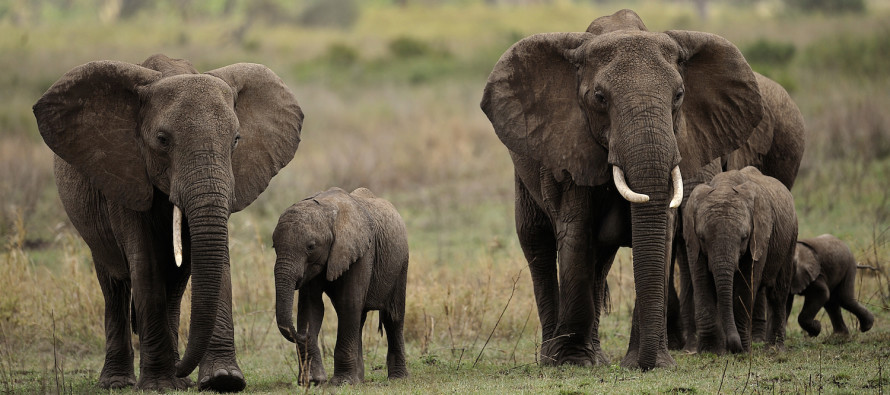 “Fillerin nesli 100 yılda tükenebilir”