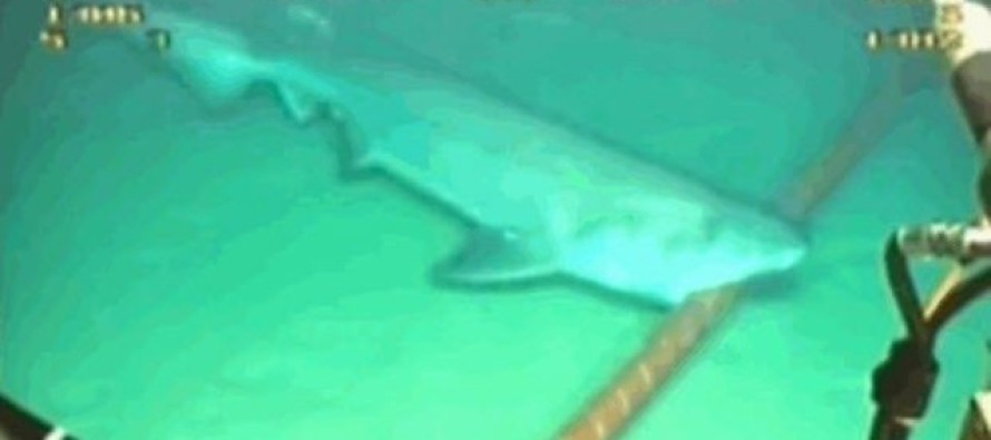 Köpek balığı saldırısına maruz kalan kadın hayatını kaybetti