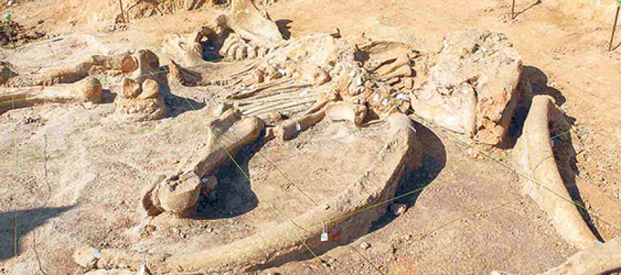 Binlerce yıllık mamut iskeleti, müze yolcusu