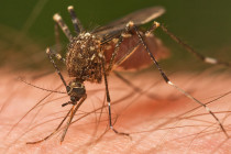 Sivrisinek ısırıklarından kaçının