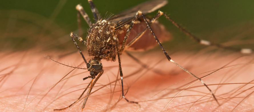 Sivrisinek ısırıklarından kaçının