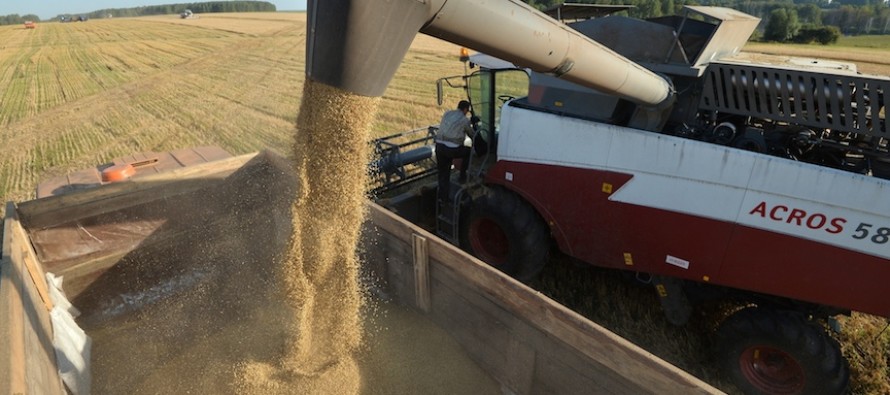 Rusya tahıl hasadında rekor; 100 milyon ton