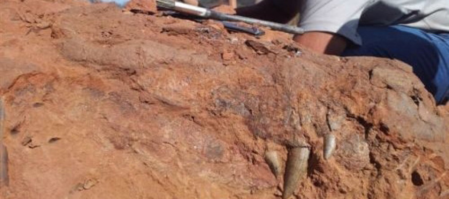 90 milyon yaşında timsah fosili bulundu