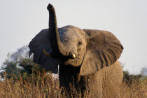 Dünyanın en iyi koku alan canlıları fillermiş