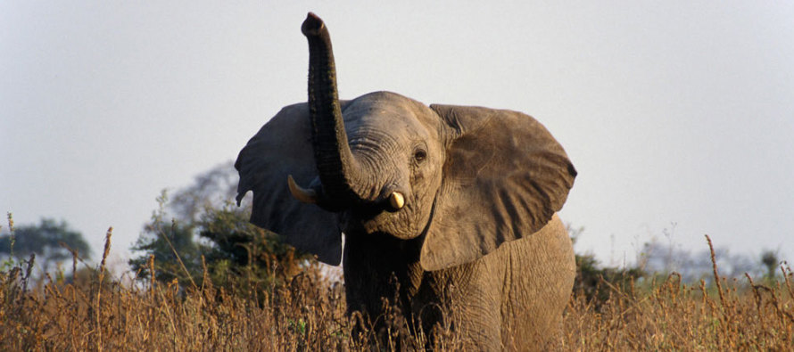 Dünyanın en iyi koku alan canlıları fillermiş