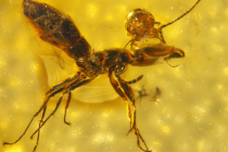 Amber içinde 50 milyon yıllık karınca bulundu