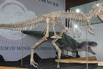 Moğolistan’da dinozor kemikleri bulundu