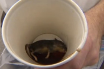 McDonalds’tan aldığı kahvenin içinden fare çıktı