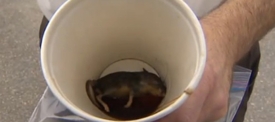 McDonalds’tan aldığı kahvenin içinden fare çıktı
