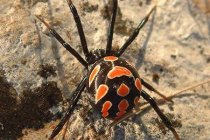 Rusya’da öldürücü örümcek tespit edildi