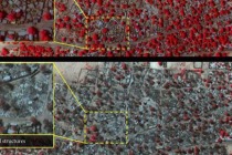 Boko Haram’ın yol açtığı felaket, uydu fotoğraflarında