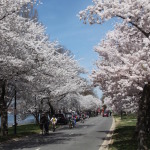 Washington Kiraz Çiçeği Festivali