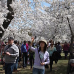Washington Kiraz Çiçeği Festivali