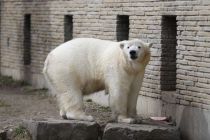 ABD’nin ünlü 386 kiloluk kutup ayısı St. Louis’e nakledildi