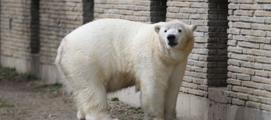 ABD’nin ünlü 386 kiloluk kutup ayısı St. Louis’e nakledildi