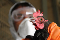 H5N8 Kuş Gribi’nin ilk insan vakası Rusya’da