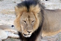Zimbabve’nin sembolü Cecil’i öldürdüler