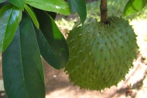 Amazonlarda yetişen meyve kansere umut oldu