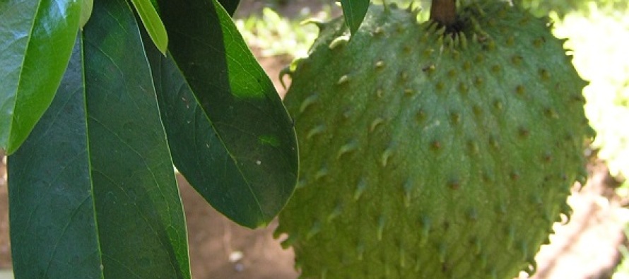 Amazonlarda yetişen meyve kansere umut oldu