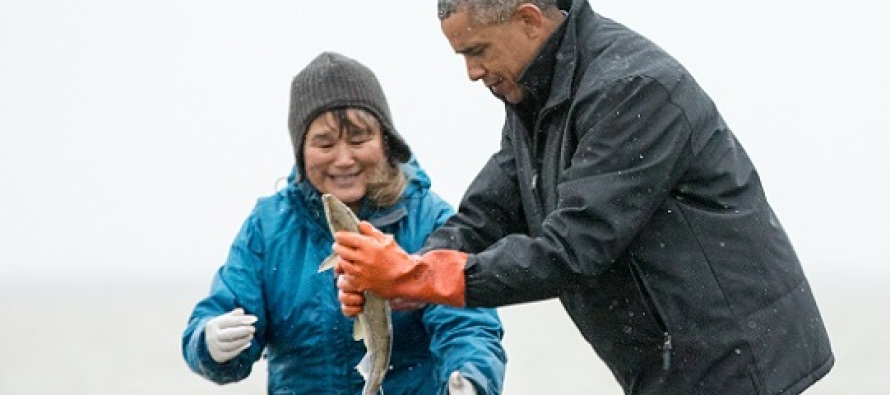 Obama vahşi doğada ayılardan arta kalan somon balığını yedi