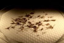 Atlanta’da Nile Virüsü vakaları artıyor