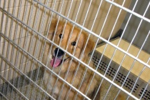 Köpek eğitmeni hayvanlara işkence ile suçlandı