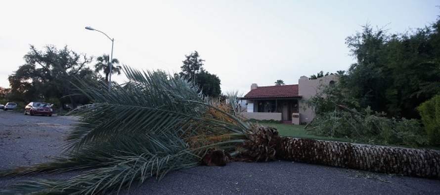 Palmiye ağaçlarının yanlışlıkla kesilmesi halkı kızdırdı