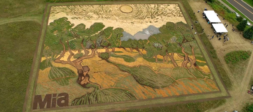 Van Gogh’un ‘Zeytin Ağaçları’ tablosunu tarlaya resmetti