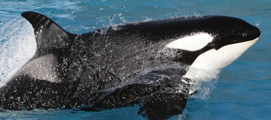 Su Dünyası ‘katil balina’ gösterisini bitiriyor