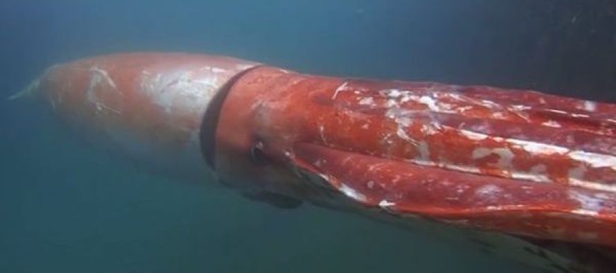 Japonya’da 4 metrelik dev mürekkep balığı görüntülendi