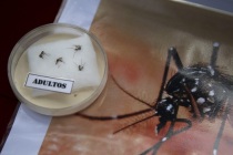 Zika virüsü için ‘küresel acil durum’ ilan edildi
