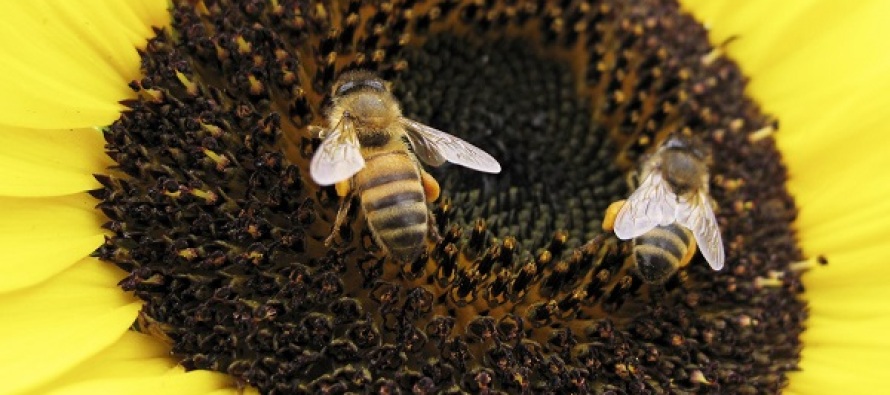 Arılar tarıma yılda 165 milyar dolarlık katkı sağlıyor