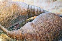 Dev fosil, armadilloların akrabası çıktı