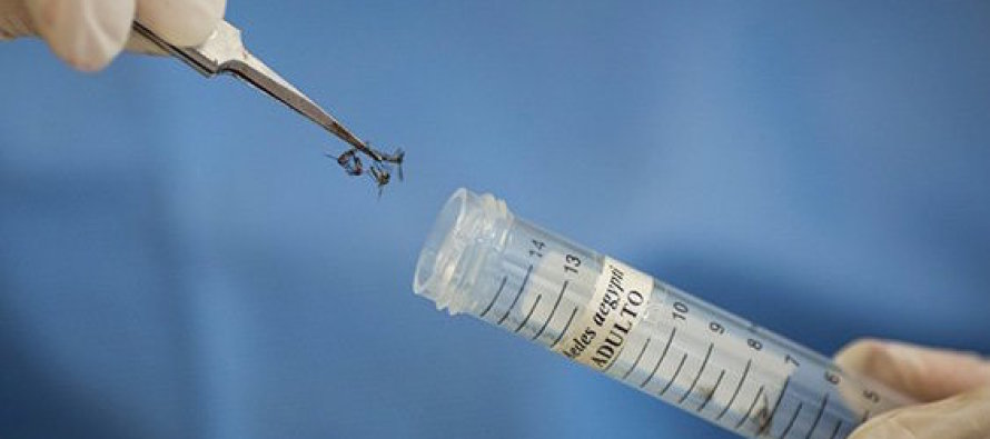 Japon bilim adamları Zika virüsünü klonladı