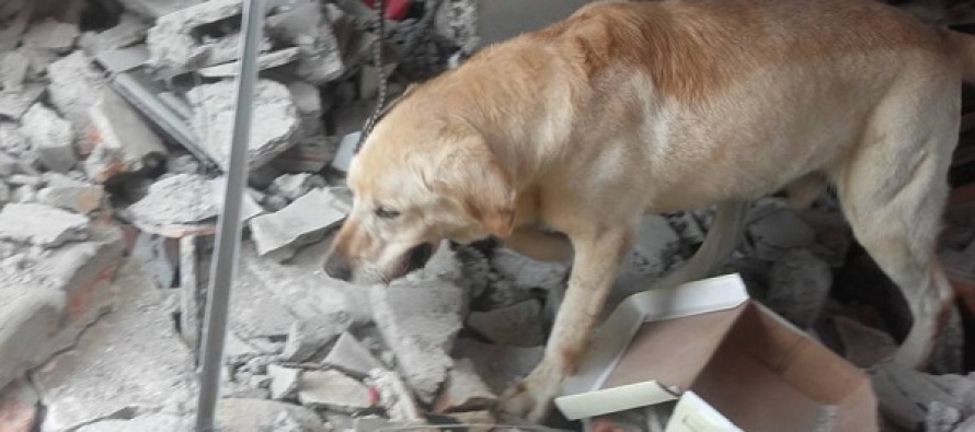 Ekvator depreminin kahraman köpeği öldü