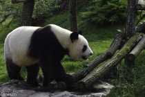 Çin’de ikiz panda doğdu