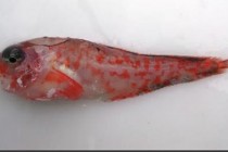 Alaska’da 14 yeni balık türü bulundu