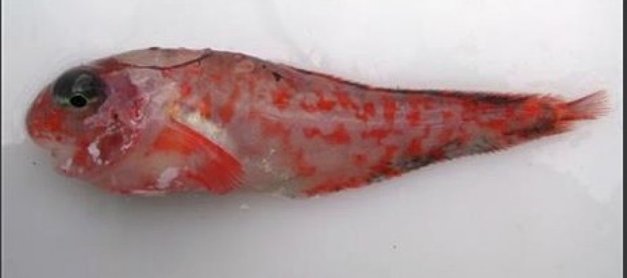 Alaska’da 14 yeni balık türü bulundu